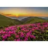 Image de Puzzle 1000 Pièces : Crépuscule Rose