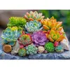 Image de Puzzle 1000 piÃ¨ces : Plantes succulentes