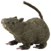 Image de Rat Poilu 7795U