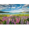 Image de Puzzle Compact 1500 pièces : Lupin au lac Tekapo Clementoni-31731