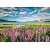 Image de Puzzle Compact 1500 piÃ¨ces : Lupin au lac Tekapo