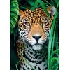Image de Puzzle 500 pièces + poster : Jaguar dans la jungle Clementoni-35541