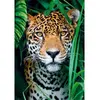 Image de Puzzle 500 piÃ¨ces + poster : Jaguar dans la jungle
