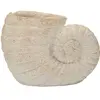 Image de Vase Mauro Ferretti Shell A Beige 33x19x23 cm 042182000A