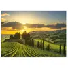 Image de Puzzle 500 pièces XL : Vignobles de la Maremme Dino-514140