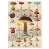 Image de Puzzle 1000 pièces : Collage champignons