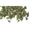 Image de Feuilles de chêne vertes 252