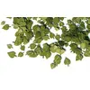 Image de Feuilles de tilleul vertes 254