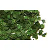 Image de Feuilles de bouleau vertes 284