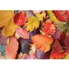 Image de Puzzle 1000 pièces : Feuilles colorées Magnolia-3525