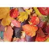 Image de Puzzle 1000 piÃ¨ces : Feuilles colorÃ©es