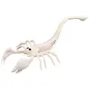 Image de Squelette de Scorpion RDLF-72401