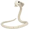Image de Squelette de Serpent RDLF-72417