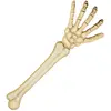 Image de Bras de squelette 46cm 74556