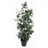 Image de Plante artificielle Present Time Eucalyptus Leaf Vert 30x78 cm PT4123