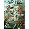 Image de Puzzle 1000 pièces : COLIBRIS -Haeckel Piatnik-5528