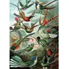 Image de Puzzle 1000 piÃ¨ces : COLIBRIS -Haeckel