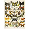 Image de Puzzle 1000 pièces : Papillons - Millot Piatnik-5704