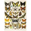 Image de Puzzle 1000 piÃ¨ces : Papillons - Millot