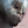 Image de Myrtus Myth