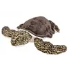 Image de Peluche Cuddlekins Tortue de mer verte