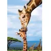 Image de Puzzle 250 pièces : Collection Save our planet : Girafes Eurographics