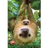 Image de Puzzle 250 pièces : Collection Save our planet : Les paresseux Eurographics