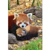 Image de Puzzle 250 pièces : Collection Save our planet : Pandas rouges Eurographics