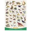 Image de Puzzle Eurographics - Oiseaux, 1000 pièces