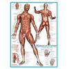 Image de EurographicsPuzzles - Muscular System - puzzle - 1000 pièces
