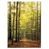 Image de EurographicsPuzzles - Forest Path - puzzle - 1000 pièces