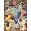 Image de Puzzle 1000 pièces : Anémones de mer New York Puzzle Company