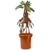 Image de Noble Collection Harry Potter: Mandragora télécommandé