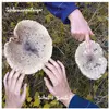 Image de What's Fruit? Remixes
