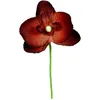 Image de 6 orchidées - chocolat