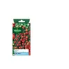 Image de Sachet graines Tomate cerise
