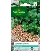 Image de Coriandre cultivée Vilmorin