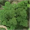 Image de Persil Frise Vert Fonce Verbo Vilmorin
