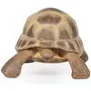 Image de Papo La tortue de Hermann