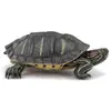 Image de Magni papo Figurine de jeu Tortue de Floride