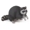 Image de Raton laveur