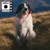 Image de Dognip