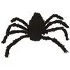 Image de araignée velue décorative 160cm noir - générique 18032