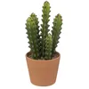 Image de cactus pot terre cuite terra ali 12x30cm - jja 189122