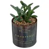 Image de Atmosphera Créateur d'intérieur - Plante Artificielle en Pot Déco Bota 14cm Noir