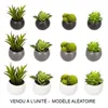 Image de plante grasse aimant 6cm - 114759