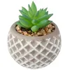 Image de Atmosphera pot de ciment succulent