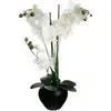 Image de Atmosphera, Plantes artificielles, 136510A