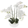 Image de orchidée pot céramique blanc 65cm