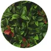 Image de Plaques clipsables de feuillage artificiel 3m² (Lot de 12) Red Robin
